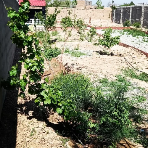 چهاردیواری(باغچه) پیشوا