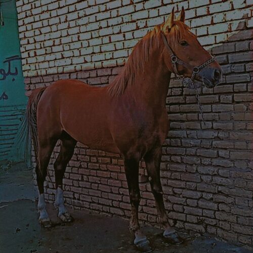 اسب نریون