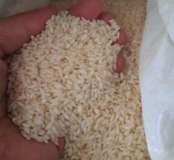 برنج و نیم دانه چمپا