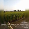 برنج طارم هاشمی اصل  خرید مستقیم از کشاورز