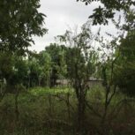 ویلای باغ 1500متری در گیلان ماسال