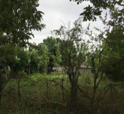 ویلای باغ 1500متری در گیلان ماسال