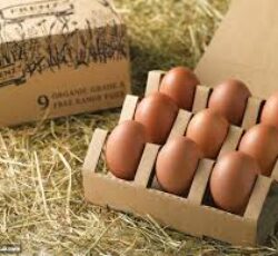 تخم مرغ محلی (رسمی)