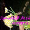 فروش پیاز گل نرگس شیراز