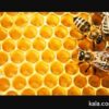 فروش عسل طبیعی وصددرصد ارگانیک