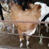 فروش گوساله سیمینتال – فروش گوساله هلشتاین