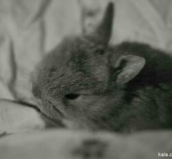 خرگوش میکس لوپ.آنگورا