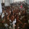 فروش مرغ بالغ اصلاح نژاد شده گلپایگانی
