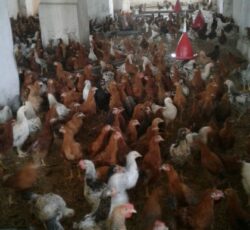 فروش مرغ بالغ اصلاح نژاد شده گلپایگانی