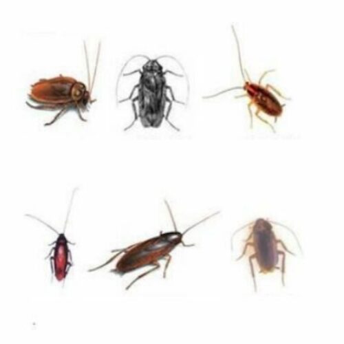 سمپاشی حشرات موذی و ناقلین
