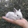 خرگوش های لوپ اصیل هلندی
