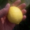 فروش درخت لیمو ترش چهارفصل طغان آبگیری
