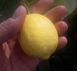 فروش درخت لیمو ترش چهارفصل طغان آبگیری