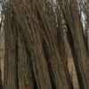خرید چوب صنوبر و فروش نهال صنوبر اسرائیلی