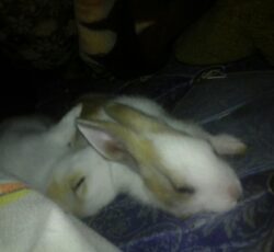2تا بچه خرگوش ناز
