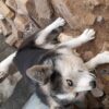 سگ هاسکی پاکوتا کم یاب ترین سگ جهان