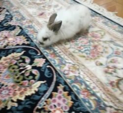 خرگوش لپ رنگ سفید و خاکستری