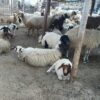 گوسفند فروشی