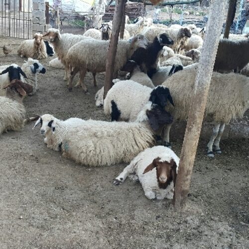 گوسفند فروشی