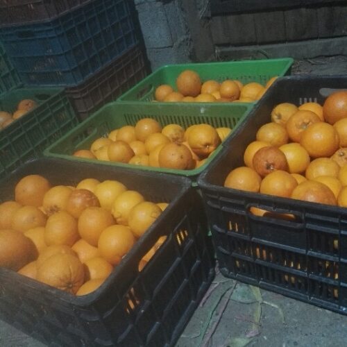 فروش پرتقال خونی فوق اعلا
