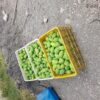 فروش انواع انبه در ایران