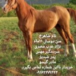 اسب عرب مصری ۵تشانه ۶دانگ