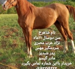 اسب عرب مصری ۵تشانه ۶دانگ