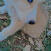 سگ هاسکی فوق العادا زیبا چشم ابی اروم  بی صدا  انسان دوست خانگی  شش ماهه