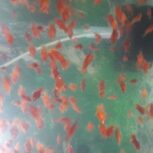 ماهی پلاتی خونی بالن یک بند