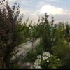 باغچه در یوسف رضا