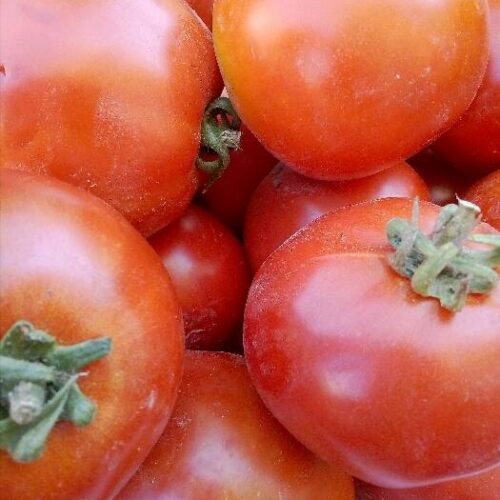 گوجه فرنگی برای رب گوشتی و آبدار