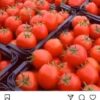 فروش گوجه فرنگی ربی کلی و جزئ