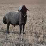گوسفند اصیل شال