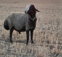 گوسفند اصیل شال
