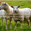 گوسفند و مرغ زنده