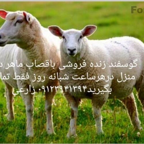 گوسفند زنده(مرغ و خروس محلی)قصاب وارسال رایگان