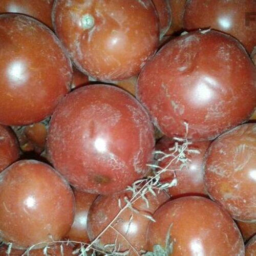 گوجه مشکین