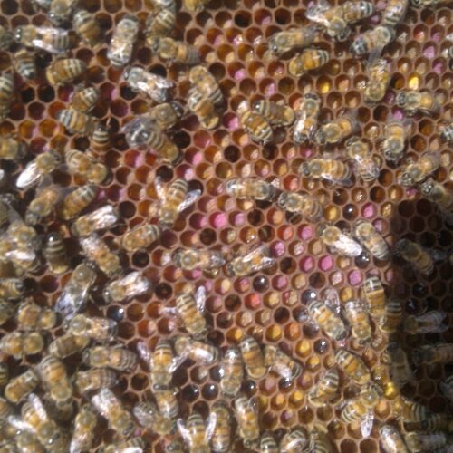 فروش عسل تغذیه با رنگ و طعم عالی