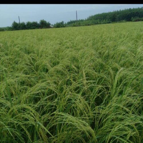 زمین برنج کاری