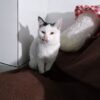 لیندا گربه سفید وزیبا