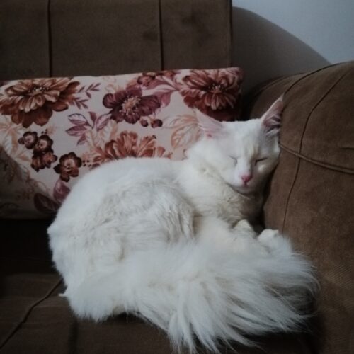 گربه میکس پرشین سفید