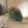 طاووس سفید مصری هندی یک ساله