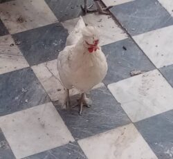 مرغ کاکلی پرپا