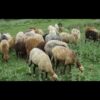 گوسفند زنده