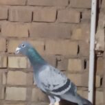 کبوتر زرهی پلاکی بلژیک