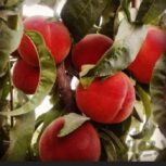 فروش باغهای 1000متری میوه
