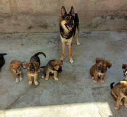 فروش سگ مادر ژرمن و هفت توله نژاد ژرمن و پژدر