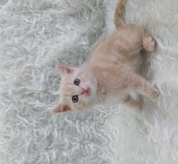 گربه اسکاتیش آنفولد شامپاینی