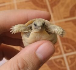لاکپشت کوچک خاکی