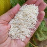 برنج صدری دم سیاه اعلاء ۱۴۰۱